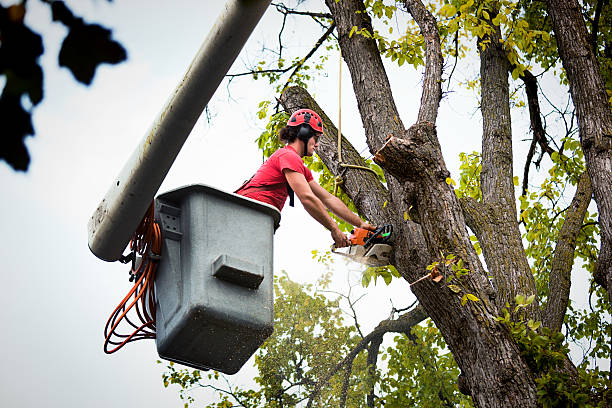 Trusted Morrisville, NC  Tree Services Experts